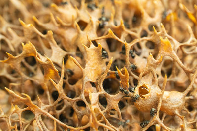 Closeup photo of stingless beehive
