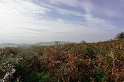 Scenic view of forest against sky