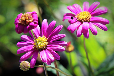 Close-up of pink flowering plant