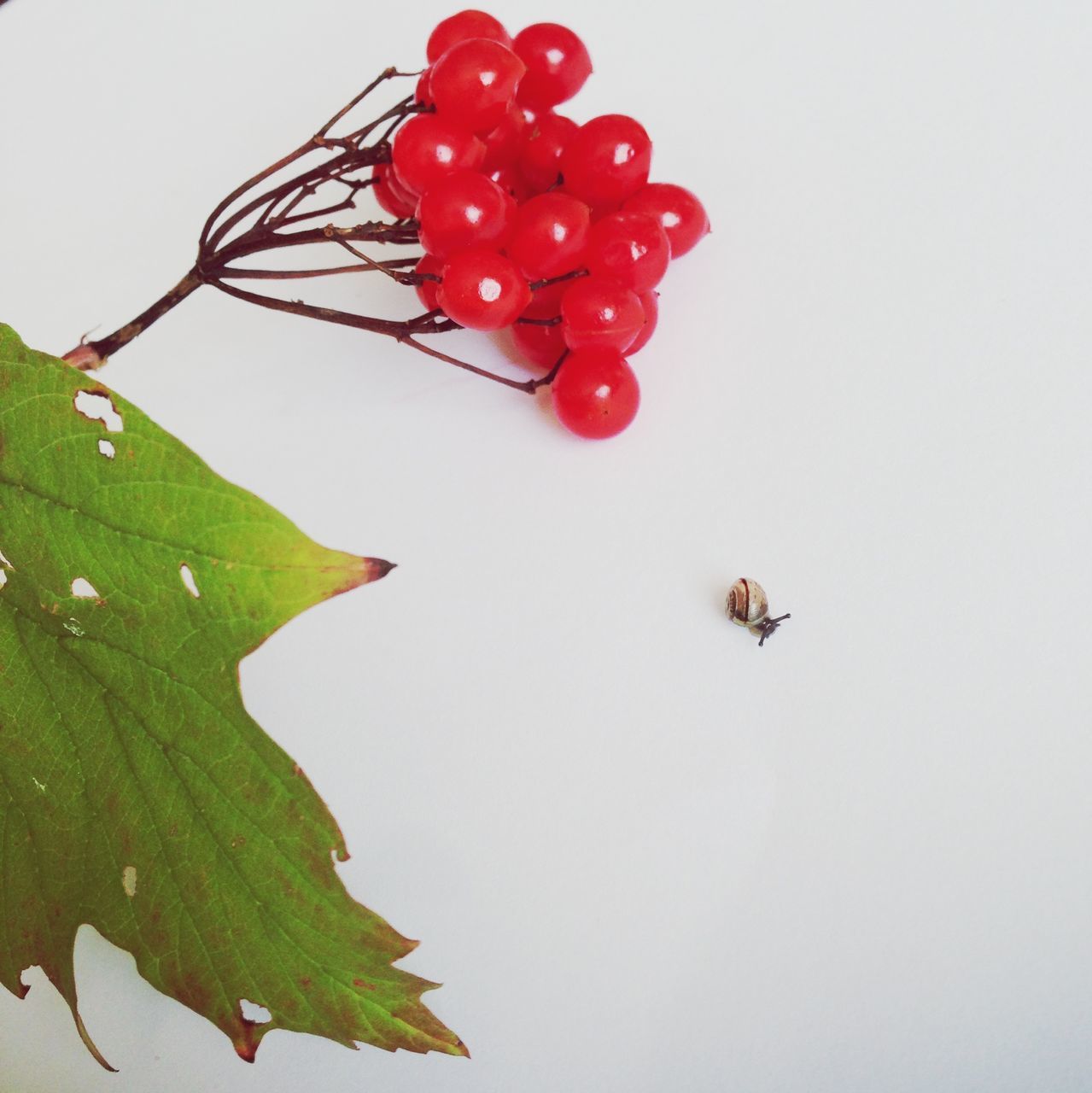 red, fruit, leaf, white background, freshness, food and drink, copy space, studio shot, food, close-up, nature, healthy eating, berry, stem, growth, no people, berry fruit, plant, clear sky, green color