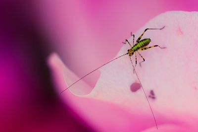 Close-up of insect on pink background