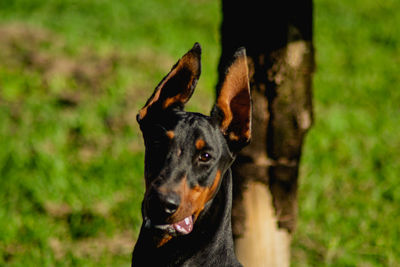 Close-up of a dog looking away