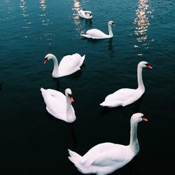 Swan in calm water