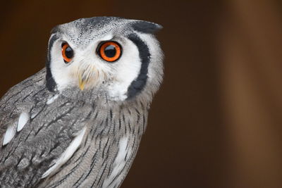 Close-up portrait of owl