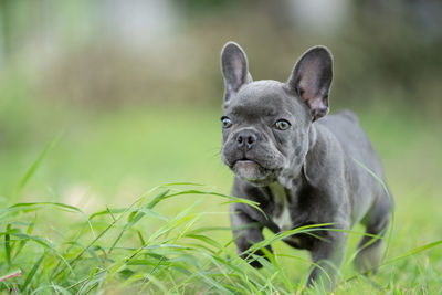 Portrait of a dog on field