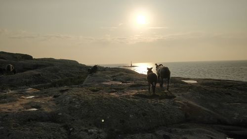 Goats standing on rock by sea against sky during sunset