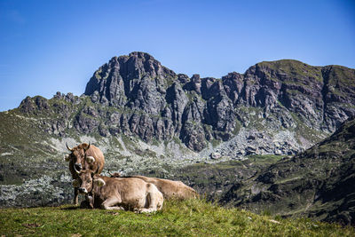 View of cows chilling on landscape