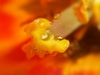 Close-up of water drops on yellow flower