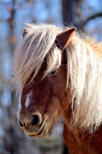 Close-up of a horse