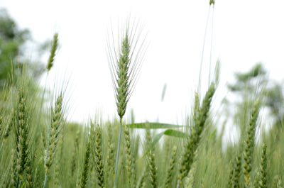 Closeup the bunch ripe green wheat stitch  plant with grain growing in the farm.