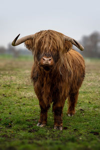 Highland cattle on a meadow