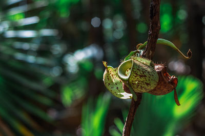 Close-up of plant