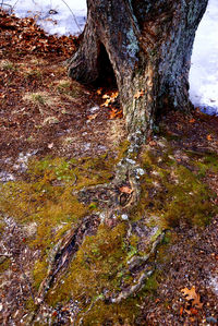 Close-up of tree trunk in forest