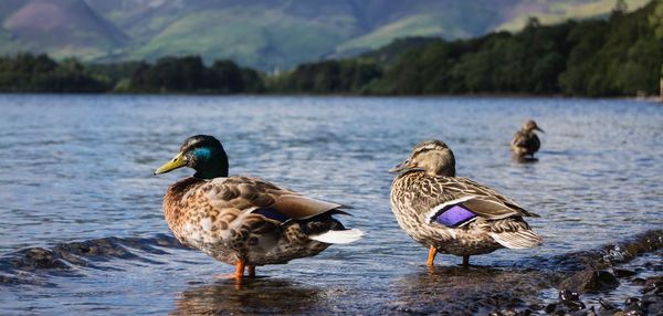 Ducks on lake