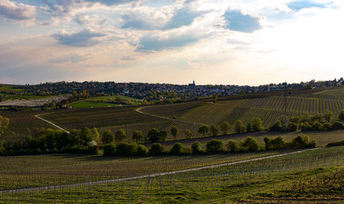 Scenic view of vineyard against sky