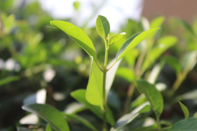 Close-up of fresh green plant