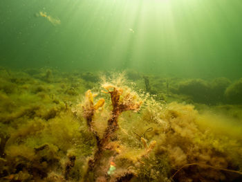 Fucus vesiculosus or bladderwrack lit up by rays of sunlight penetrating the water.