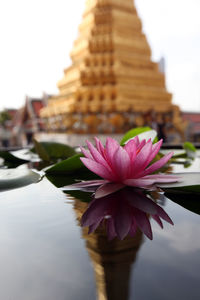 Close-up of lotus blooming in pond against temple