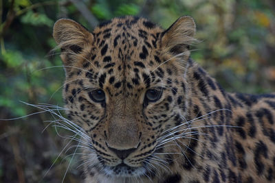 Close-up portrait of leopard