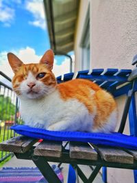 Portrait of ginger cat sitting against sky