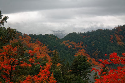 Trees and plants against sky during autumn