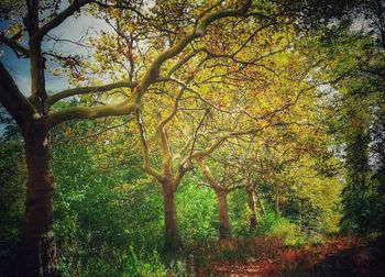 Trees in forest during autumn