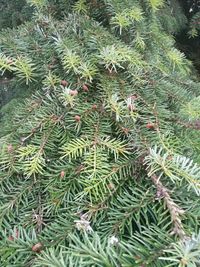 Full frame shot of pine tree