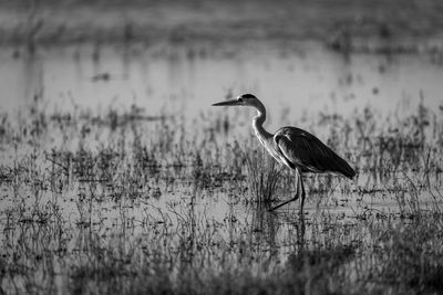 Mono grey heron