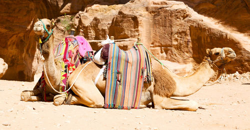 Panoramic view of horse cart on sand