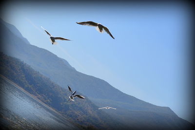 Low angle view of seagulls flying in sky