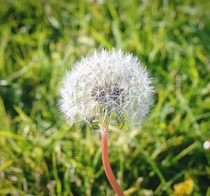 Close-up of white dandelion flower