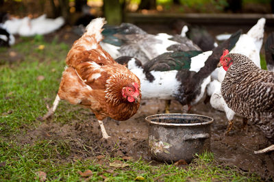 Hens and ducks on field