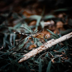 Close-up of spider on field