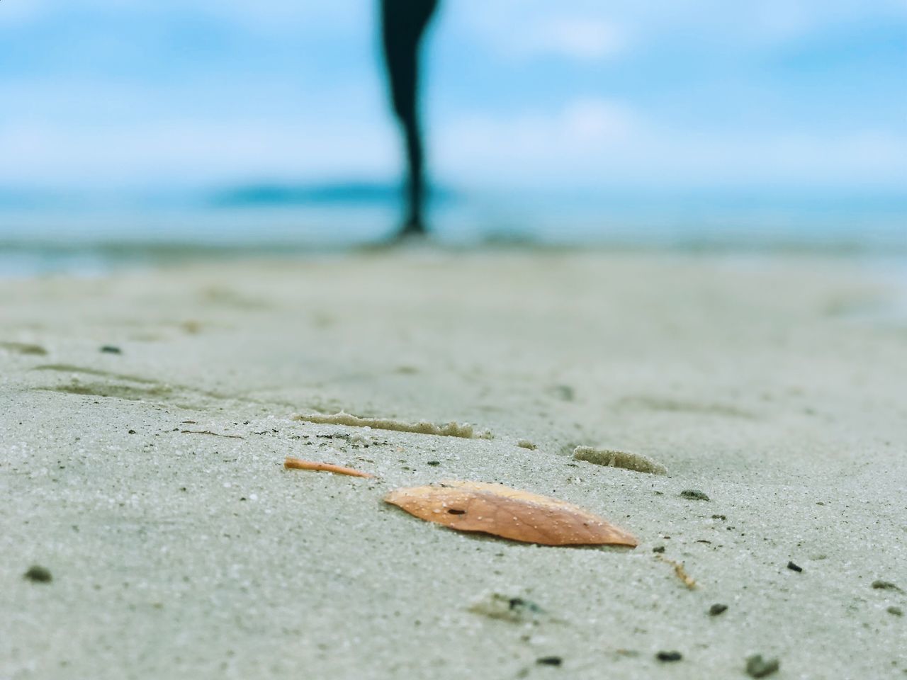 beach, sand, land, sea, day, water, no people, nature, selective focus, close-up, sky, outdoors, tranquility, focus on foreground, beauty in nature, animal, surface level, horizon, sunlight