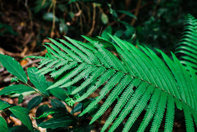 Close-up of fern leaves