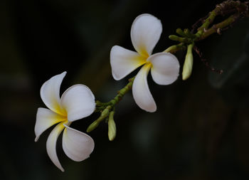 Close-up of white flowering plant