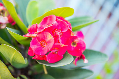 Close-up of pink flowering plant