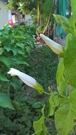 Close-up of white flower blooming outdoors