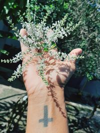 Close-up of woman hand holding plants