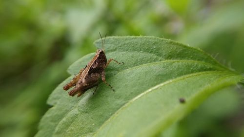 Close-up of grasshopper on leaf