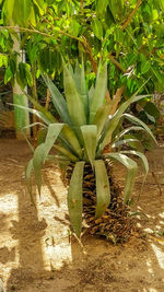 Close-up of succulent plant on field