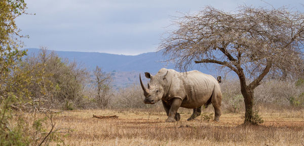 Rhinoceros walking on grassy field