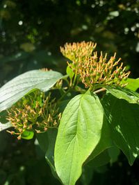 Close-up of flowering plant