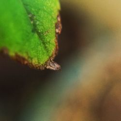 Close-up of leaves against blurred background