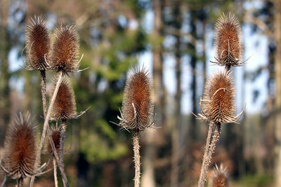 Close-up of dried plant on field