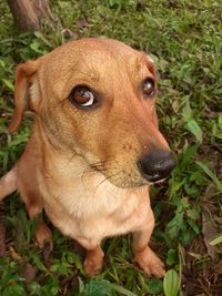 High angle view of dog on field