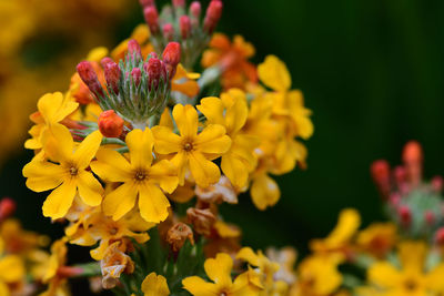 Close up of a candelabra primrose in bloom