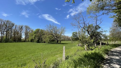 Trees on field against sky