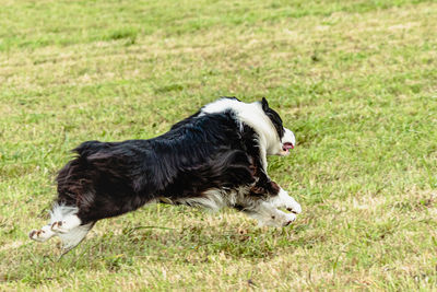 Border collie