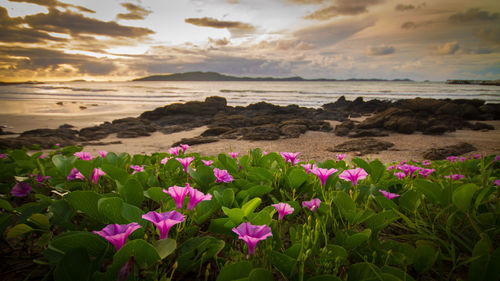 Close-up of pink flowering plants by sea against sky